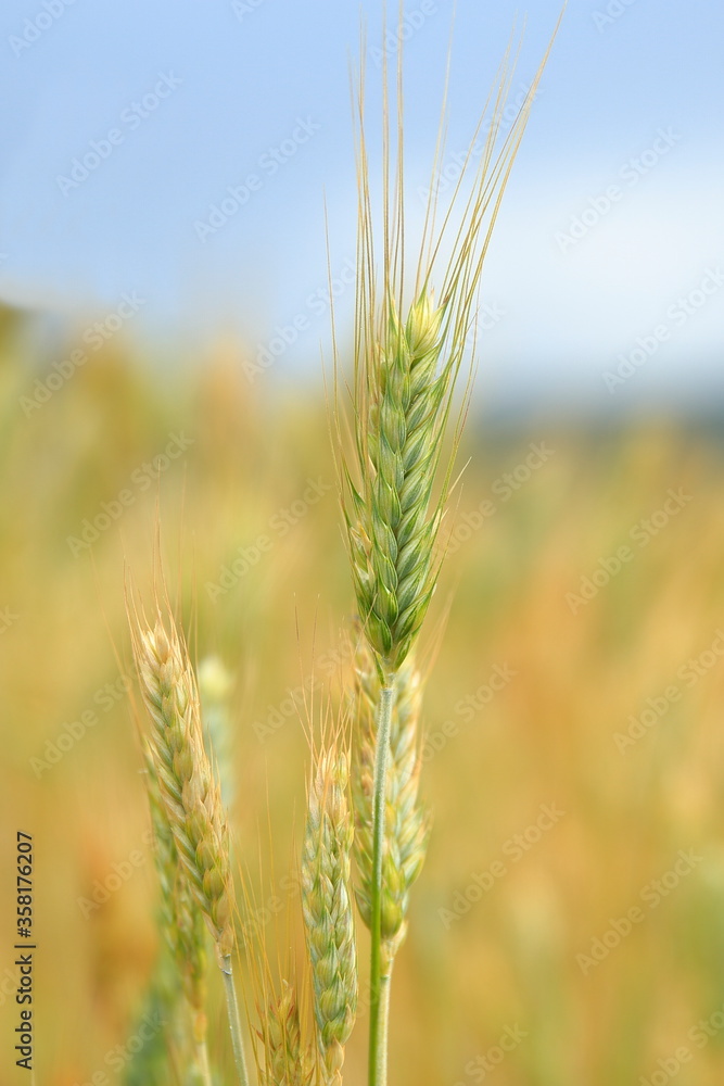 Field of wheat. Ripening wheat ears, close-up view. Field of wheat. Ripening wheat ears, close-up view.