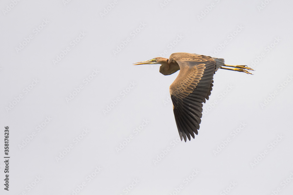 Obraz premium Purple heron (Ardea purpurea).Moment of flying. Large wading bird flying over the country. Purple body with black details. Scene from wild nature. Slovakia 