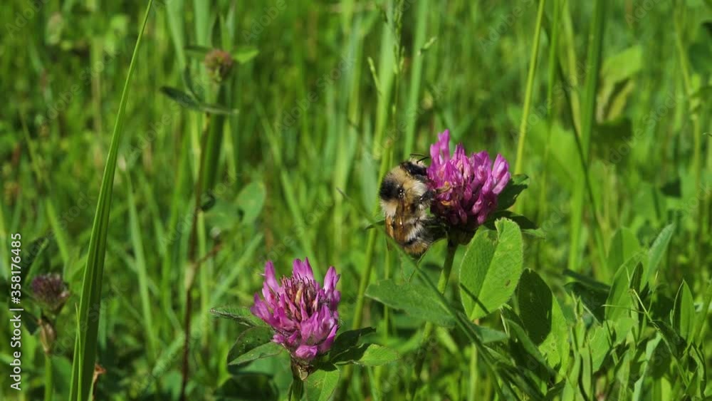 The red clover blooms beautifully and the bumblebee collects honey from the flower The red clover blooms beautifully and the bumblebee collects honey from the flower