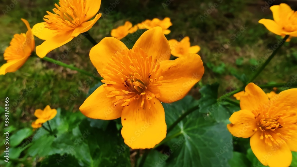 Beautiful orange flowers growing by the rivers. Beautiful orange flowers growing by the rivers.