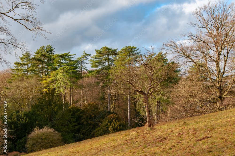 trees in the field