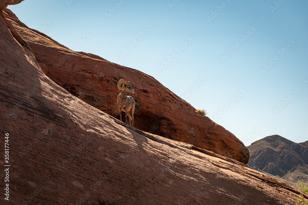 Bighorn sheep standing up high on a rock in Nevada's Valley of Fire