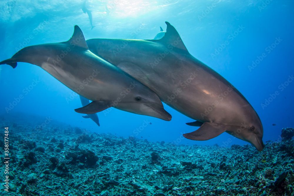 dolphins underwater