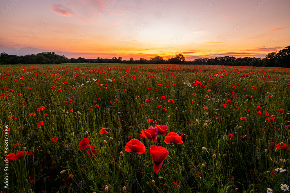 Obraz premium Mohnfeld