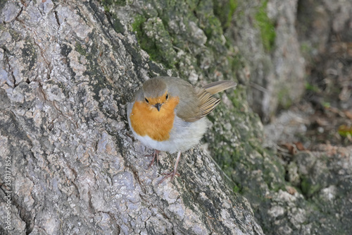 Photo The colourful robin redbreast on a tree trunk