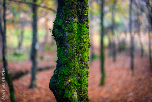 Green moss in a detail of a tree