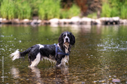 Obraz na płótnie springer spaniel in the water