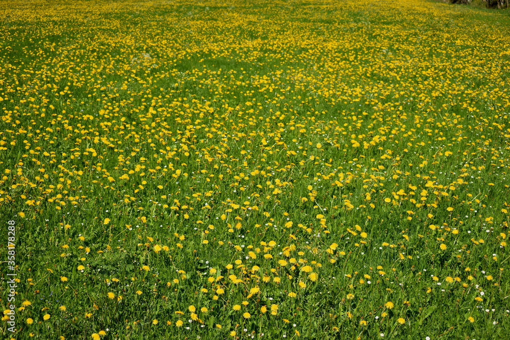 Fototapeta premium Grüne Wiese mit viel gelbem Löwenzahn in der Schweiz 7.5.2020