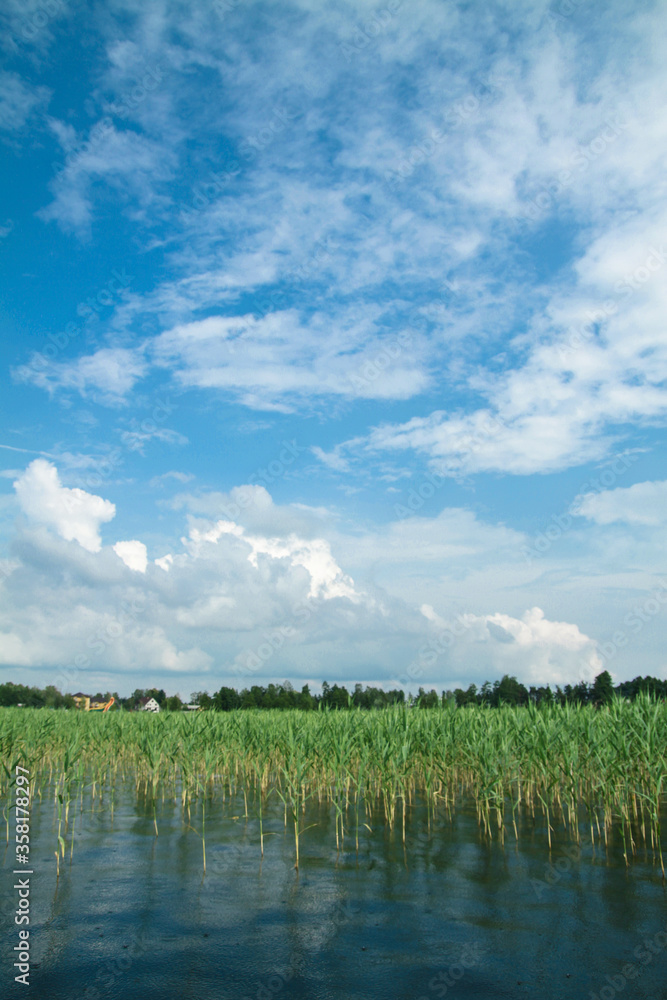 Obraz premium Beautiful mirror lake with green reeds. A little rain drizzles and falls into the water. Stock landscape for design.