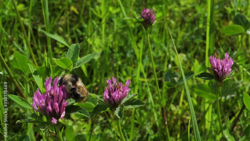 Garden lupine blooms beautifully and the bumblebee collects honey from the flower