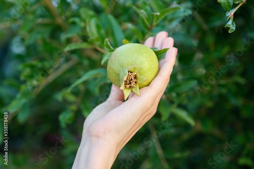 Green pomegranate fruit on a plant in hand