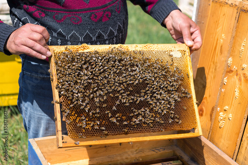 A farmer on a bee apiary holds frames with wax honeycombs. Planned preparation for the collection of honey.