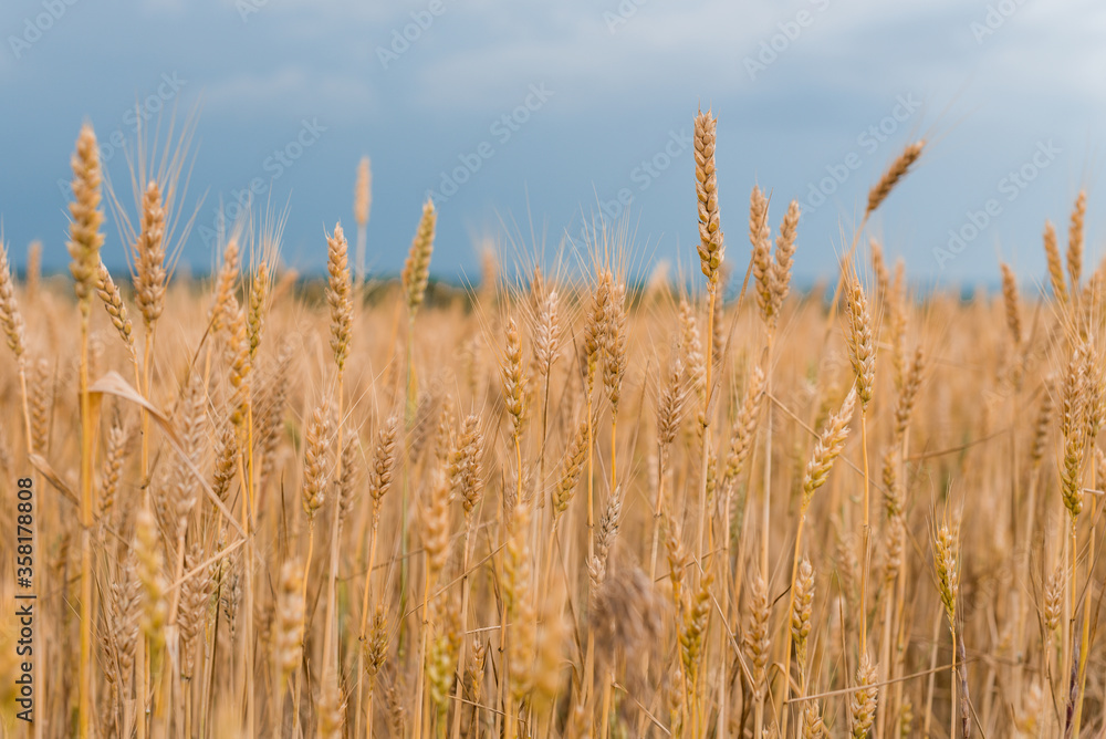 Wheat field . Golden wheat closeup. Harvest concept. Wheat field . Golden wheat closeup. Harvest concept.