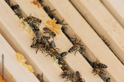 beekeeping in the city on the roof of the building
