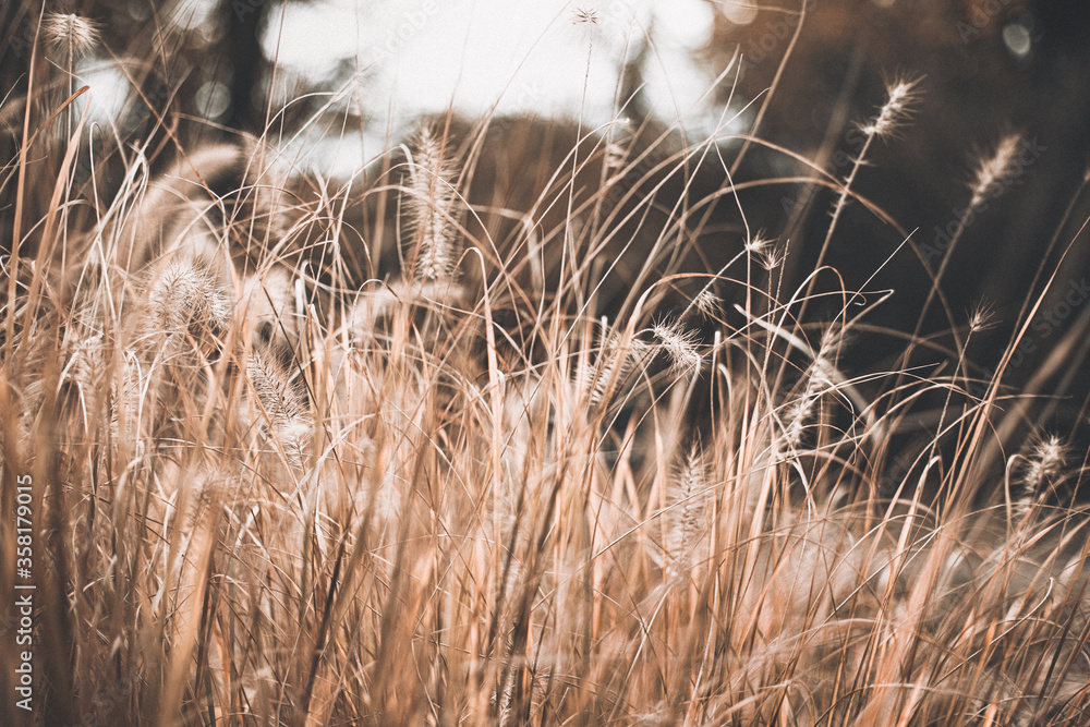 Closeup of brown dry grass in autumn garden. Beautiful natural seasonal landscape. Abstract floral outdoor park background. Closeup of brown dry grass in autumn garden. Beautiful natural seasonal landscape. Abstract floral outdoor park background.