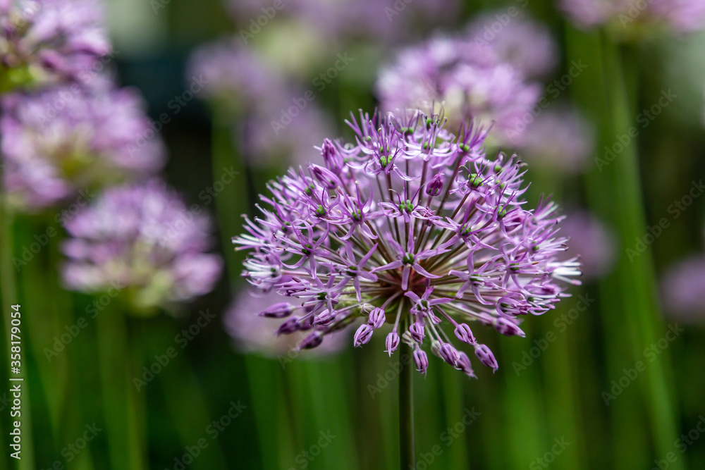 Allium flowers of decorative bow onion close-up. Horizontal orientation. Allium flowers of decorative bow onion close-up. Horizontal orientation.