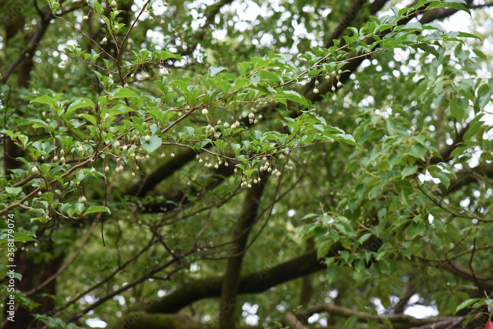 Fototapeta premium The japanese snowbell is a Styracaceae deciduous tree and its berries contain saponins,which are poisonous components.