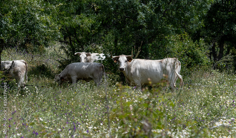 Varias vacas entre la vegetación Varias vacas entre la vegetación