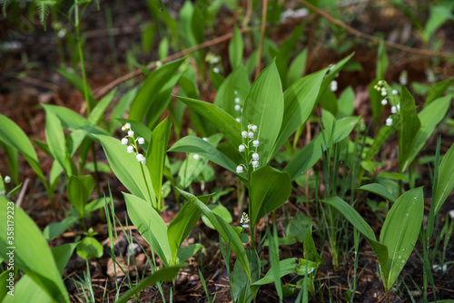 Forest lily of the valley flowers in green grass. Selective focus.