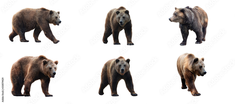 Set of brown bears isolated on white background. Collage of a dangerous predator bear. Banner. Copy space. - obrazy, fototapety, plakaty 