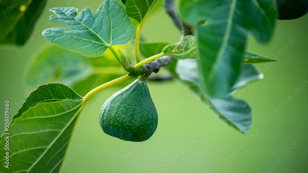 Obraz premium Green fig in spring, ripening on the tree, close-up