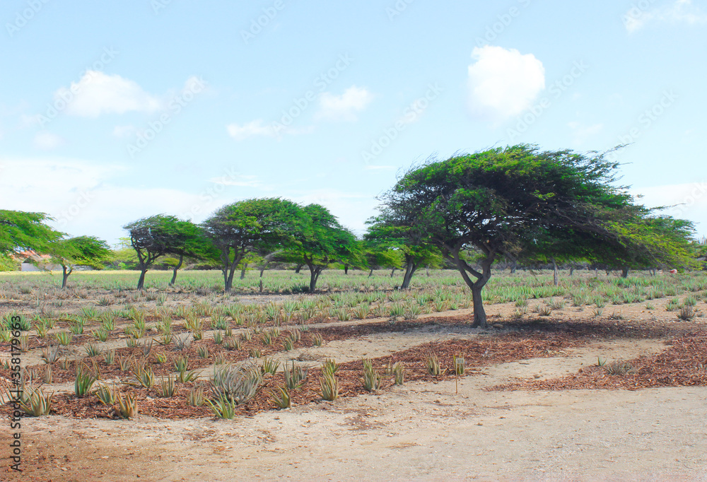 Fototapeta premium Plantation where aloe and deciduous trees grow. Rows of planted aloe are visible on the field, and blue sky. August, Aruba, 2014