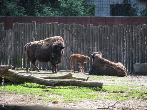 Bison near the large fence of the reserve. Wild animal is a symbol of strength and stability in the wild. Stock photo background © subjob