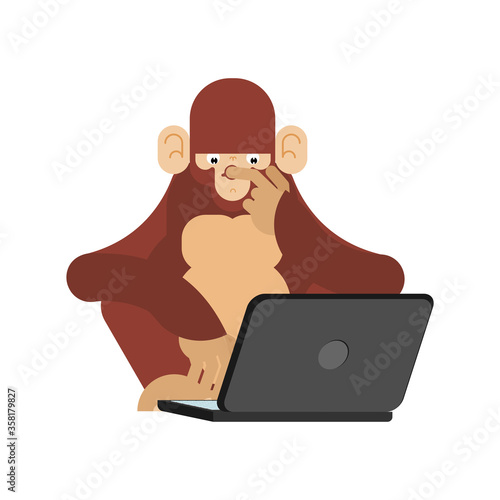 Monkey and computer. Chimpanzee looks at laptop