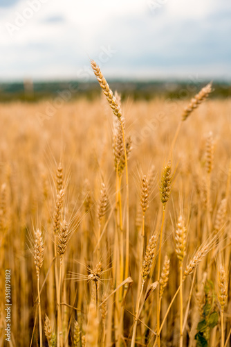Wheat field . Golden spikelets of wheat closeup. Harvest concept.