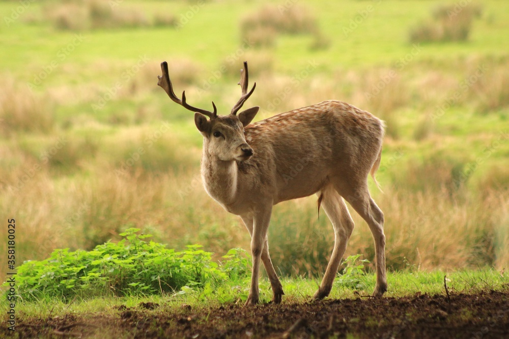 Obraz premium A Fallow deer stag photographed in Devon, England.