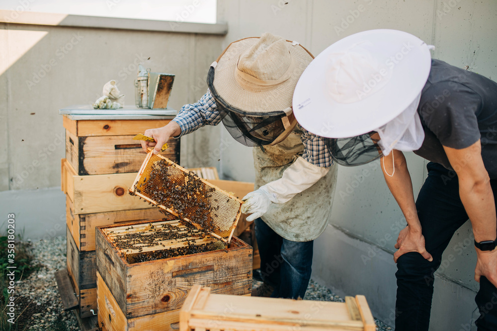 beekeeping in the city on the roof of the building beekeeping in the city on the roof of the building