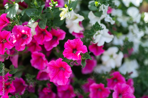 Wallpaper Mural kwiaty fioletowe i białe Torontodigital.ca