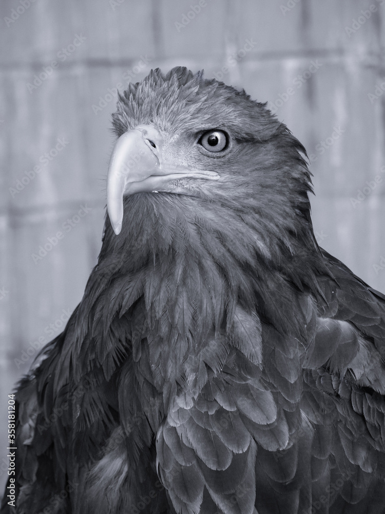 Fototapeta premium beautiful proud eagle sits on a stump in search of prey. A bird in the city is looking at the camera. Stock photo background.