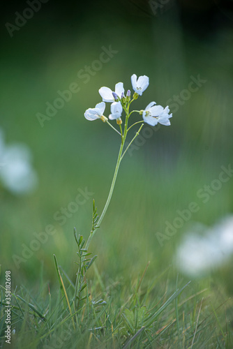 white flower in the garden