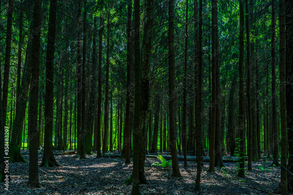 Obraz premium gloomy thicket of the forest