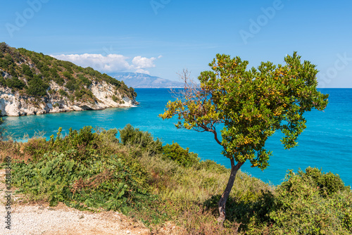 Olive tree growing on coast of Zakynthos island. Greece