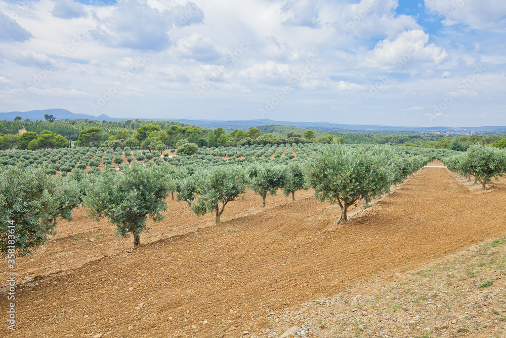 The traditional plantation of olive trees. Provence, France 