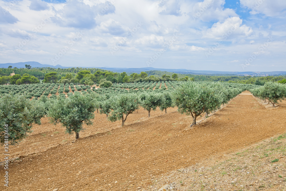 The traditional plantation of olive trees. Provence, France The traditional plantation of olive trees. Provence, France