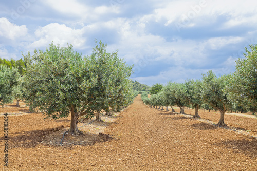 The traditional plantation of olive trees. Provence, France 