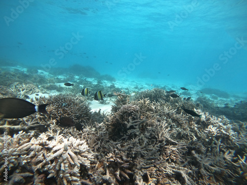 a nice view of fishes and corals in the sea