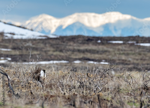 Sage Grouse and Mountains