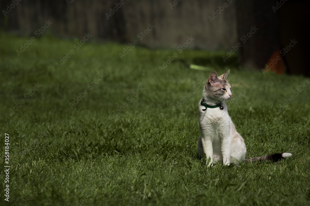 White colored cat in pose walking on green grass. 
