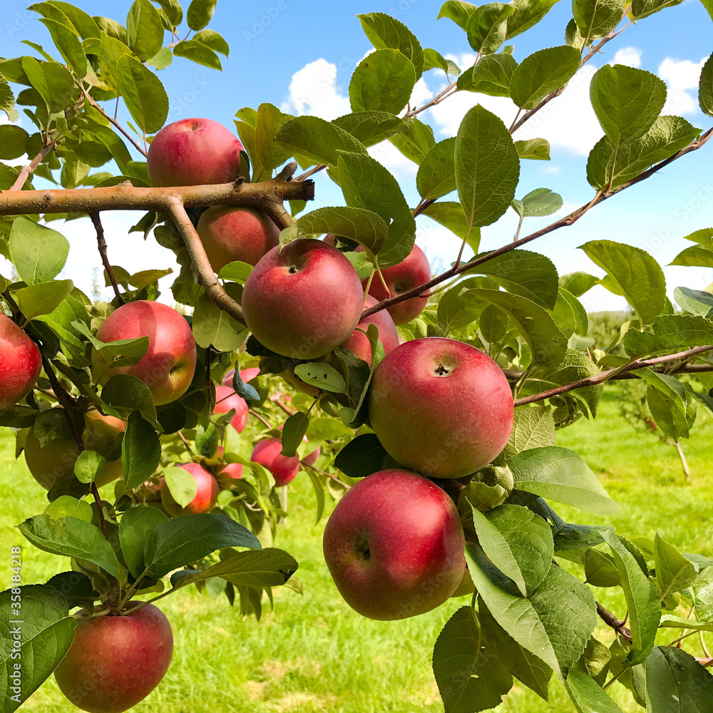 Apples on a branch with a blue sky background