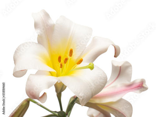 Elegant lily isolated on a white background. Beautiful head flower. Spring time  summer. Easter holidays. Garden decoration  landscaping. Floral floristic arrangement