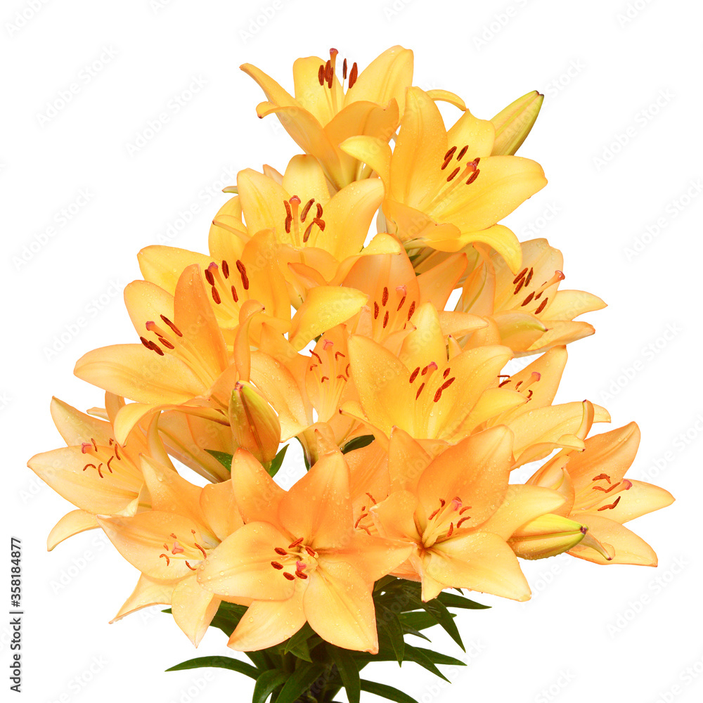 Bouquet of large orange lilies isolated on a white background Bouquet of large orange lilies isolated on a white background