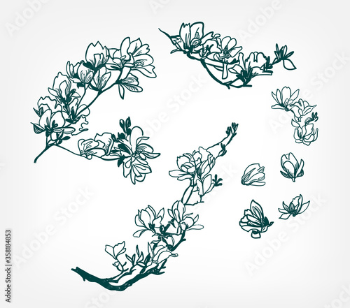 vector background hand drawn engraving flower magnolia design elements