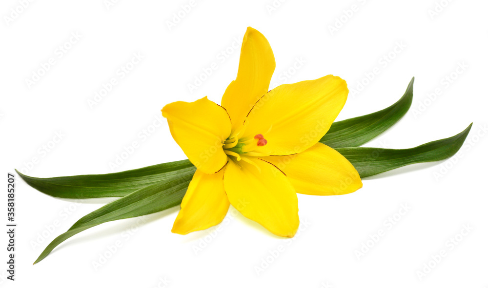 Beautiful lily flower yellow with leaf isolated on white background Beautiful lily flower yellow with leaf isolated on white background