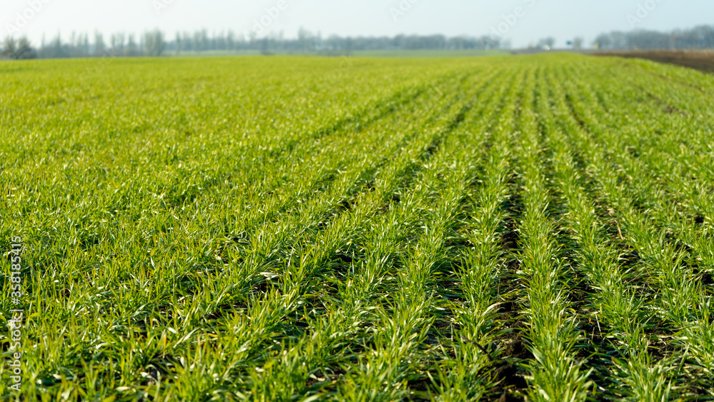 Green wheat on the field. Young wheat background.
Green wheat on the field. Young wheat background.
