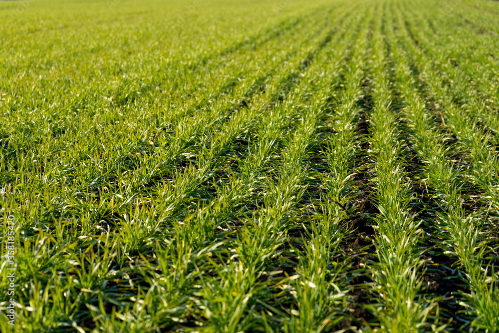 Green wheat on the field. Young wheat background.
Green wheat on the field. Young wheat background.