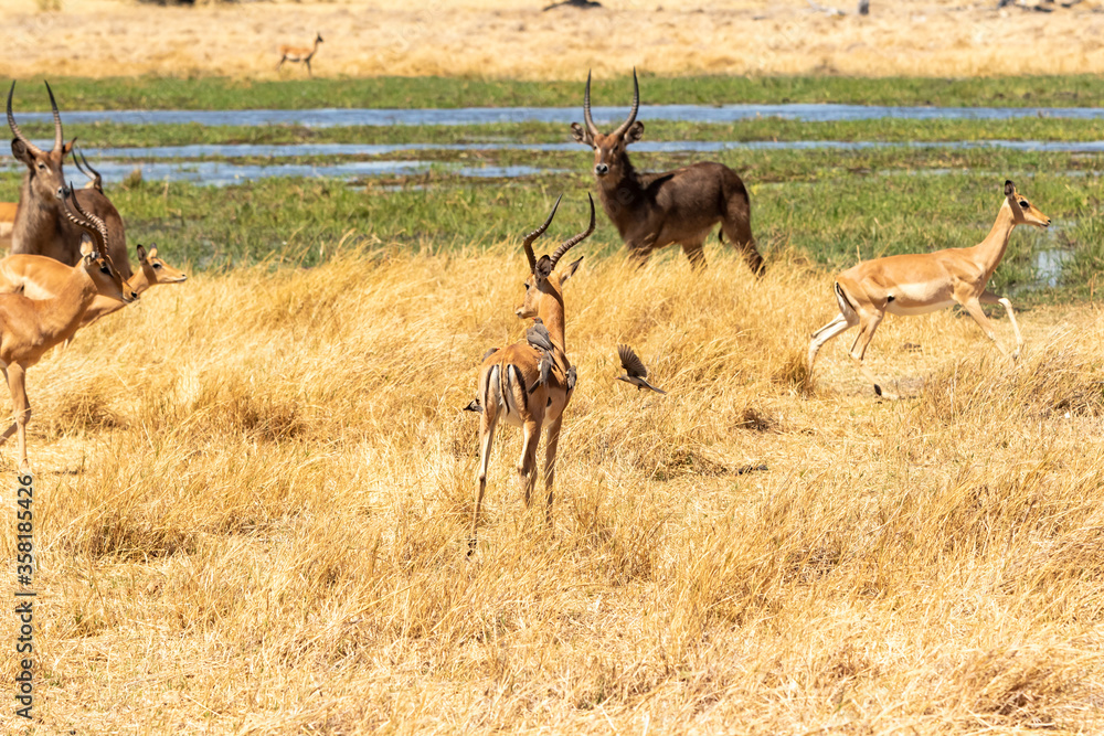 Naklejka premium Waterbuck and impala by the river